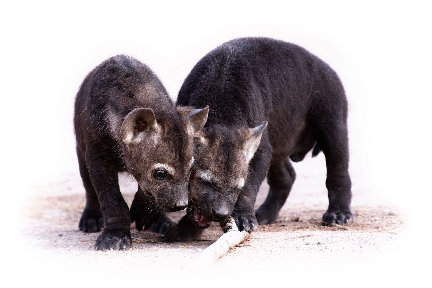 Two baby hyenas fighting over a stick