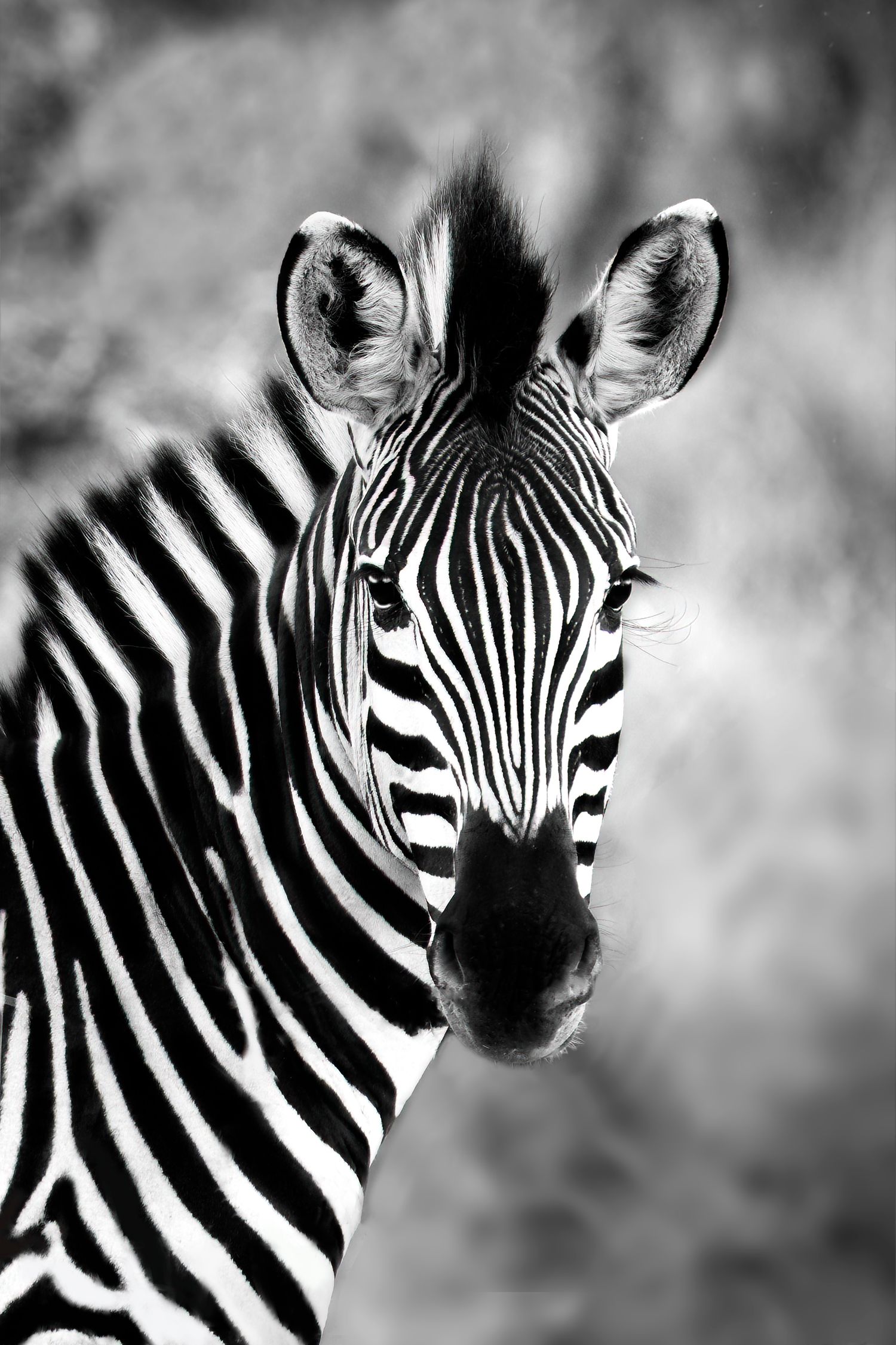 zebra portrait in black and white showing close-up views of their distinctive striped faces and heads.