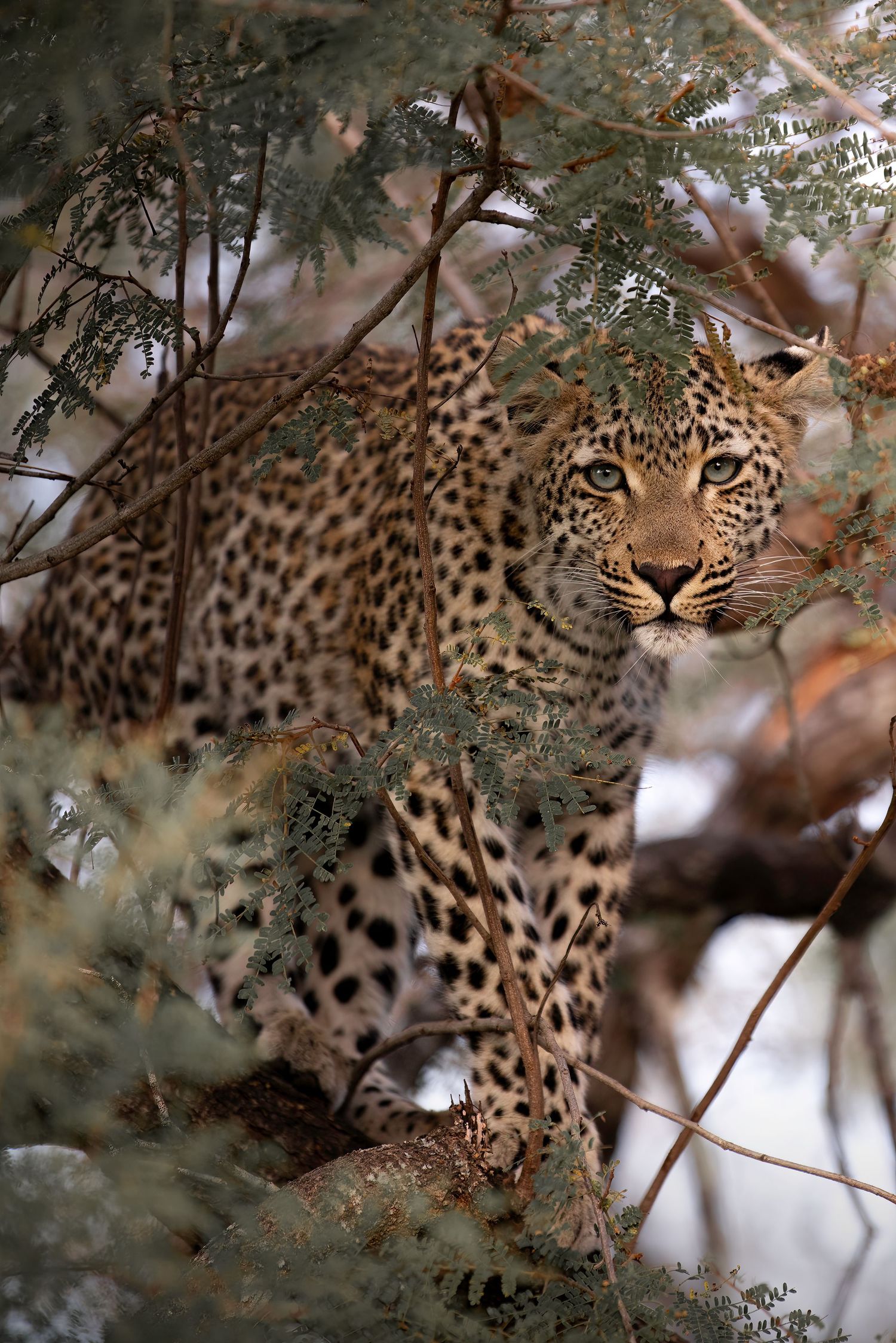 Close-up sequence of a leopard's face with spotted fur peering through tree branches in natural habitat.