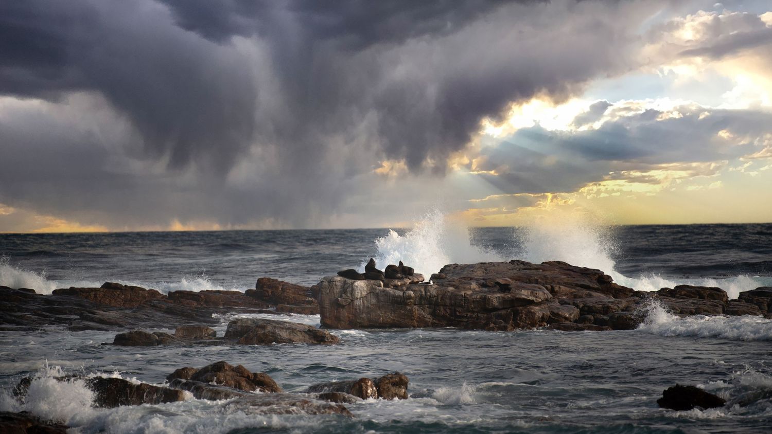 Dramatic panoramic seascape with seals stormy clouds and crashing waves against rocky coastline during dramatic sunset.