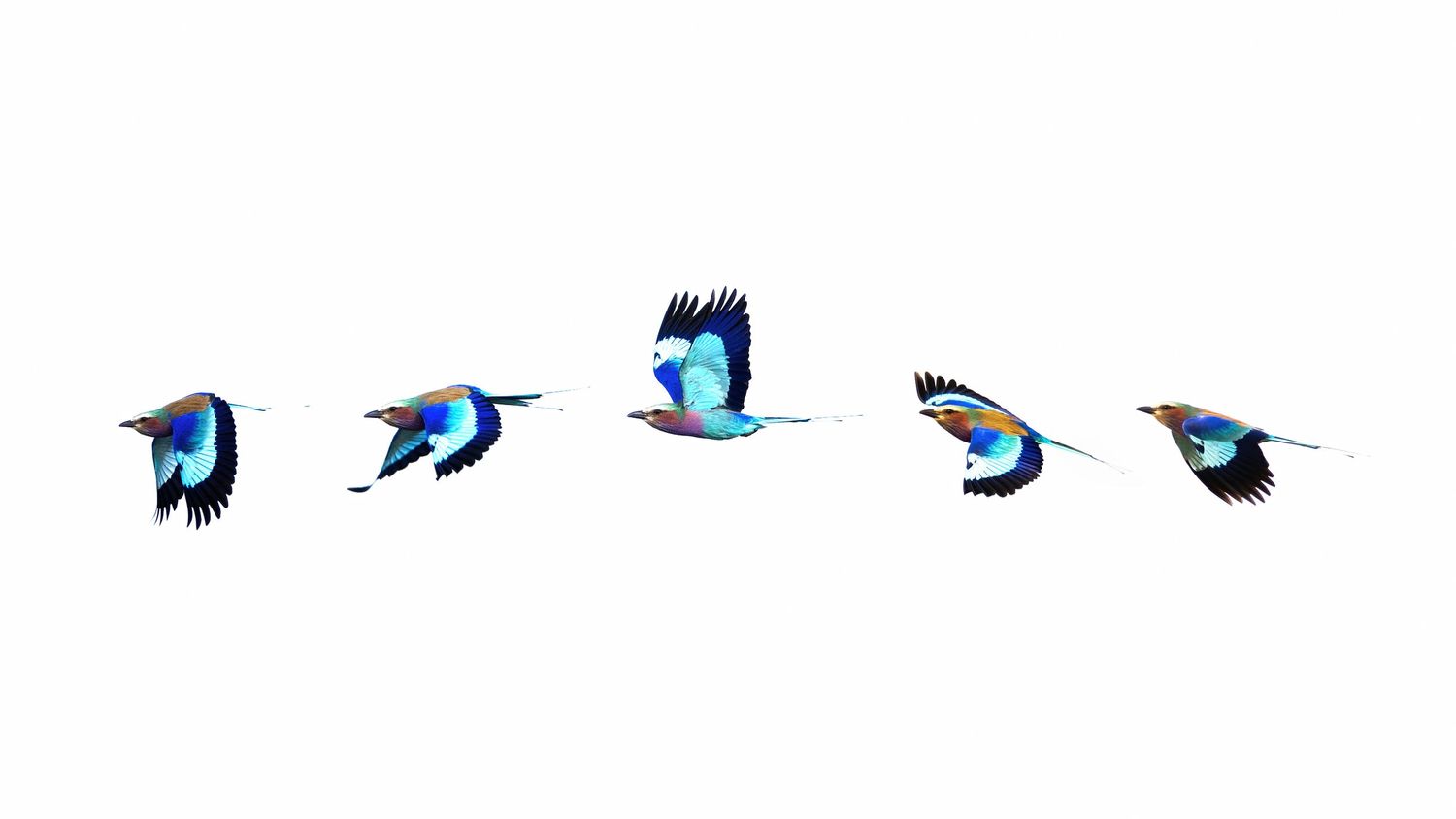 Several blue jays shown in various stages of flight motion against a white background.