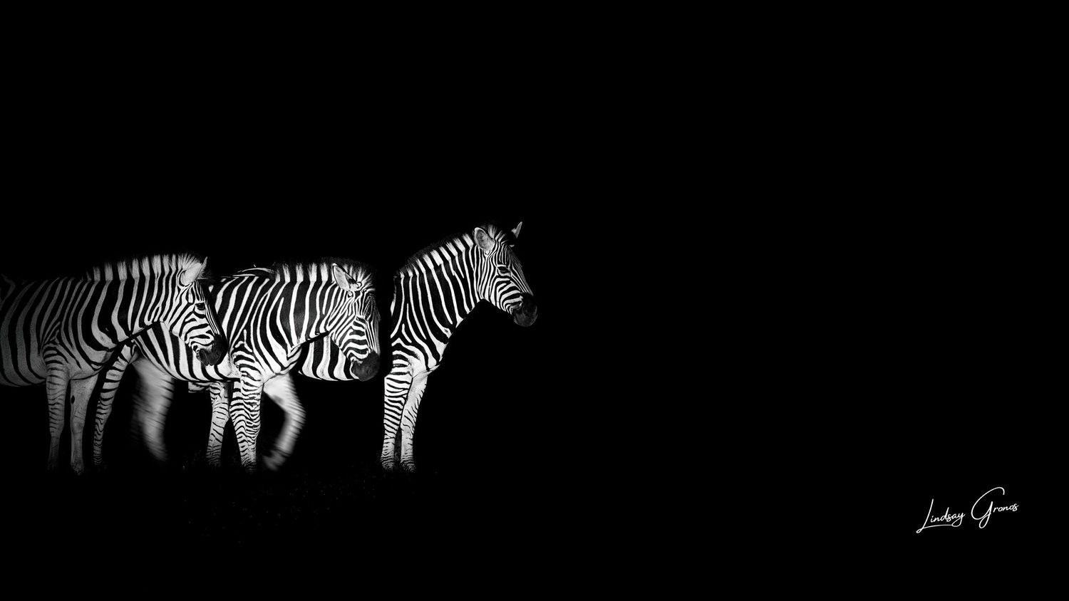 A monochromatic sequence of zebras shows herd movement fading to black against a dark background.
