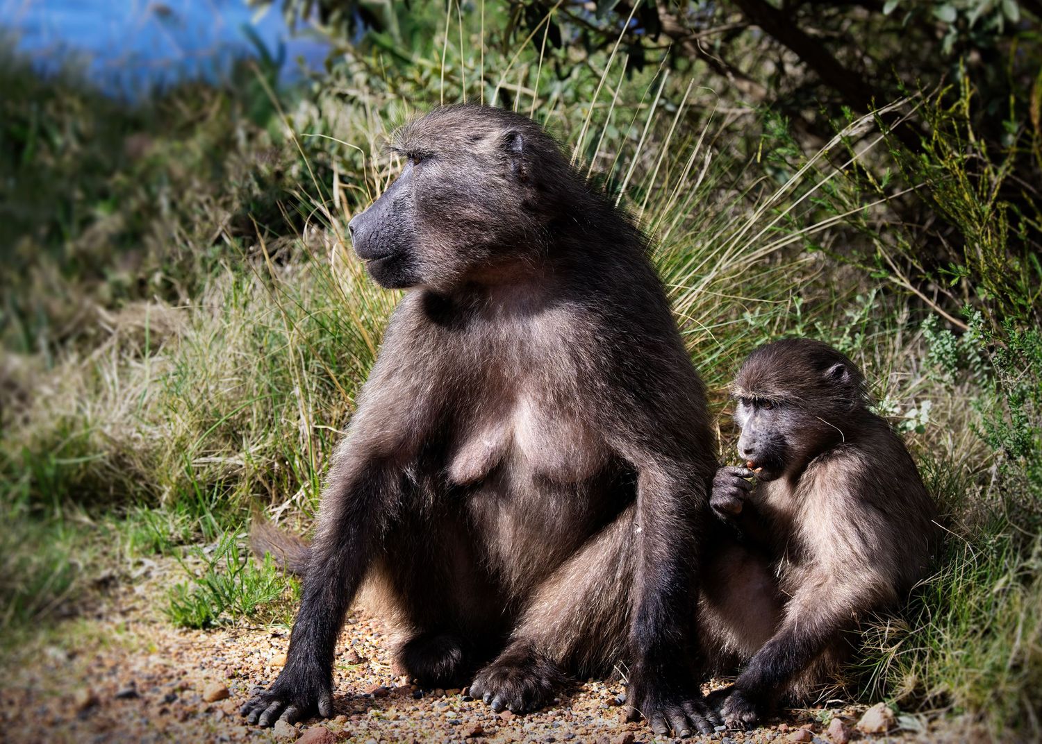 Two playful chimpanzees in a grassy outdoor setting, one appearing to wrestle or embrace with the other.