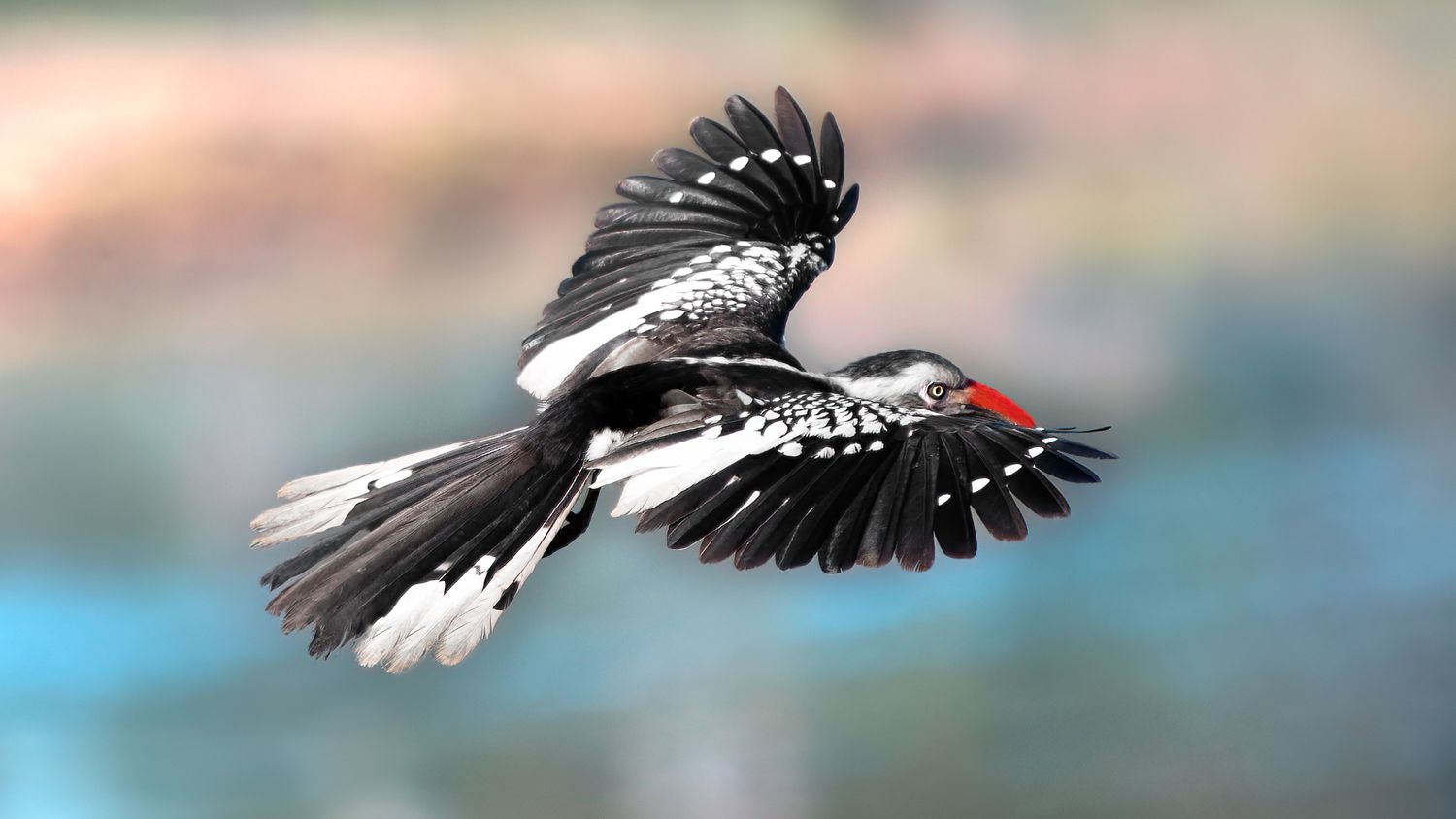 An osprey soars gracefully through the air with spread wings and talons extended against a soft blurred background.