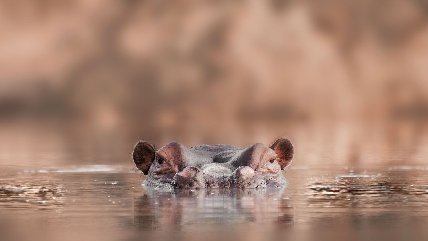 Hippo peaking out of dark pond.