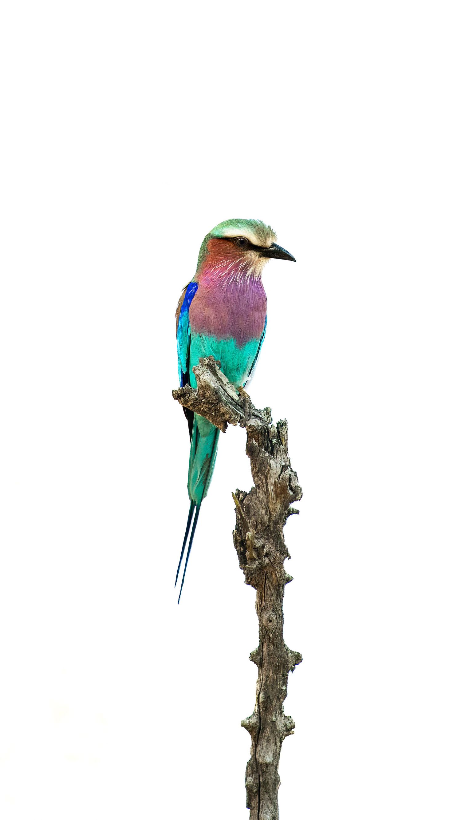 Five colorful lilac-breasted roller birds perched on dried tree stumps showcase their vibrant turquoise and purple plumage.