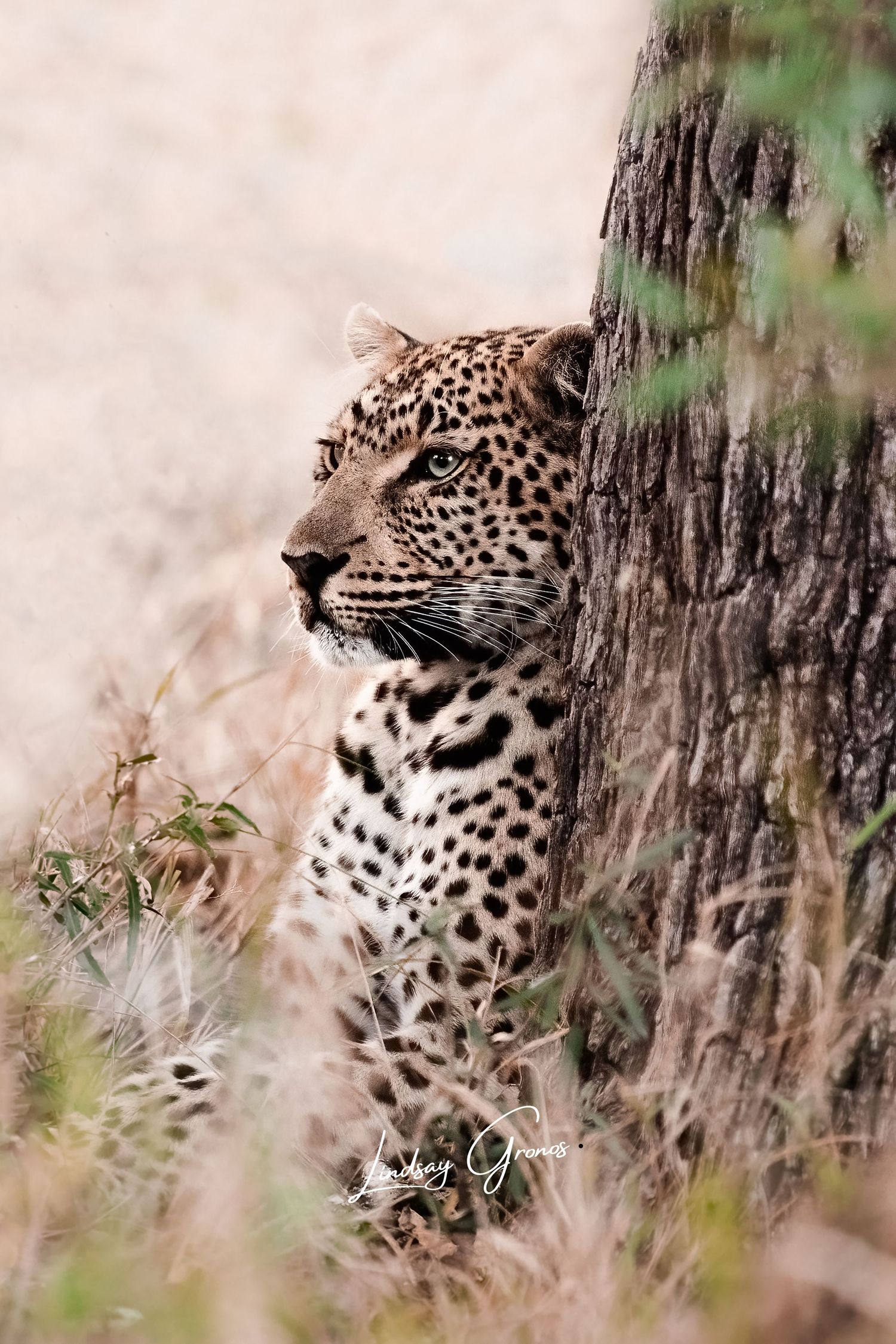 A majestic leopard hiding behind a tree trunk in natural habitat, displaying its distinctive spotted coat.