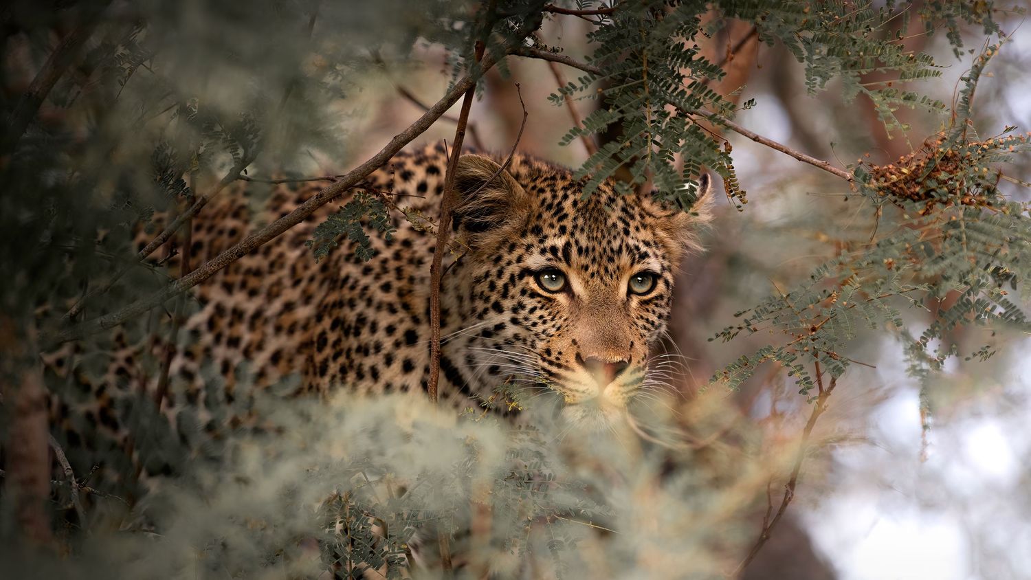 A magnificent leopard rests under tree branches while displaying its distinctive spotted coat in natural surroundings.