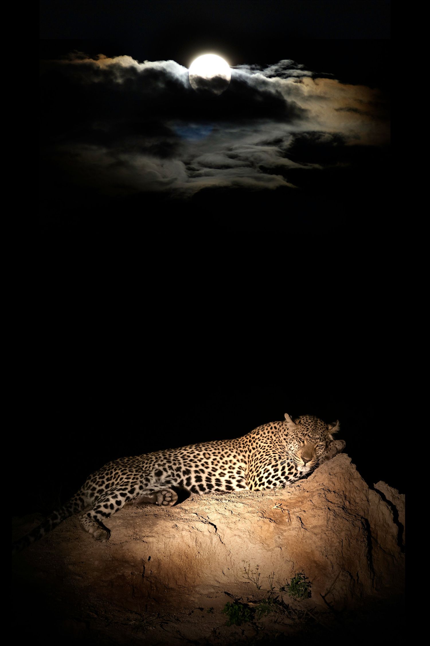 A leopard rests on a rocky outcrop under a bright full moon in a dramatic nighttime scene.