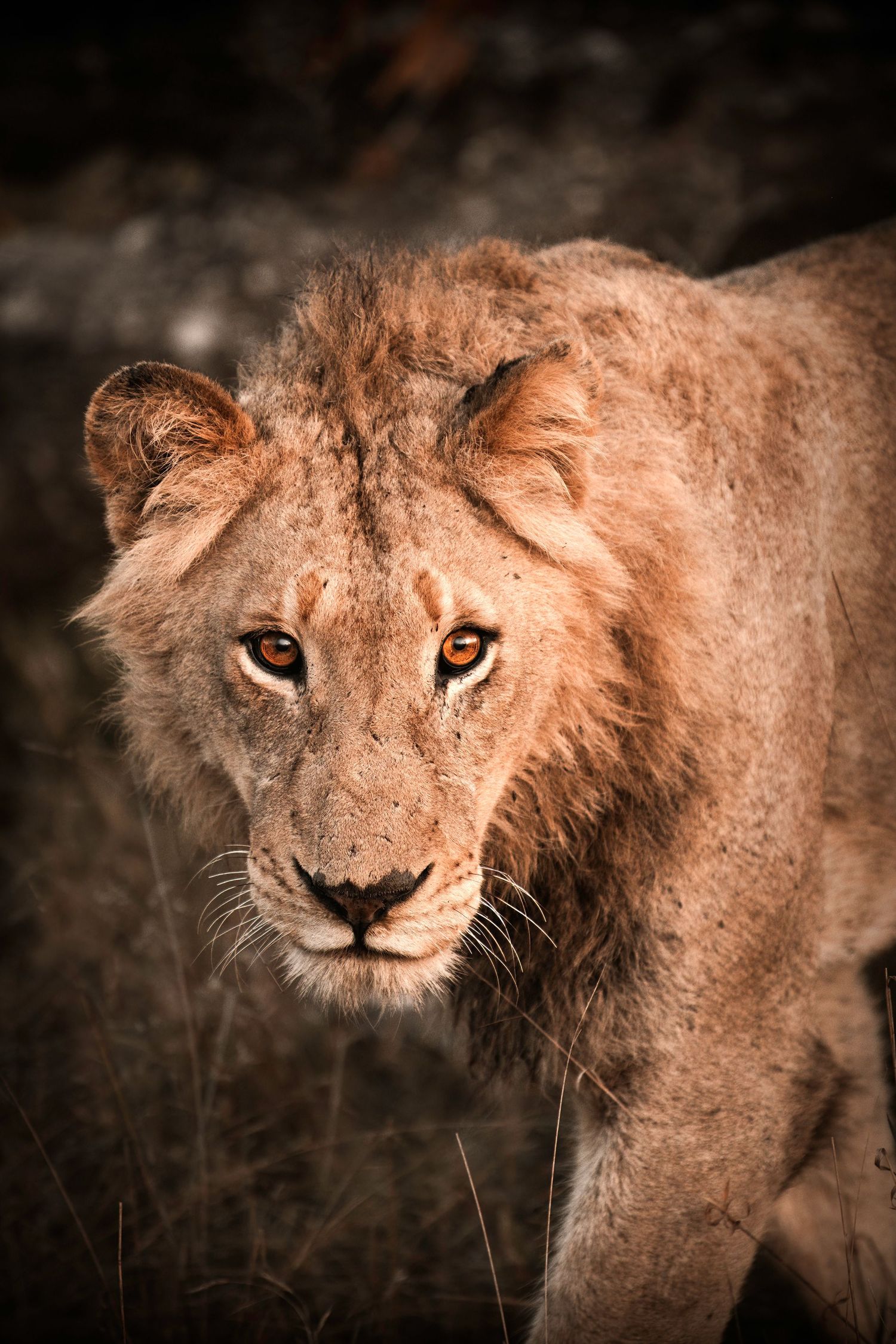 Five close-up sepia portraits of a majestic lion with piercing eyes and weathered fur showing different facial angles.