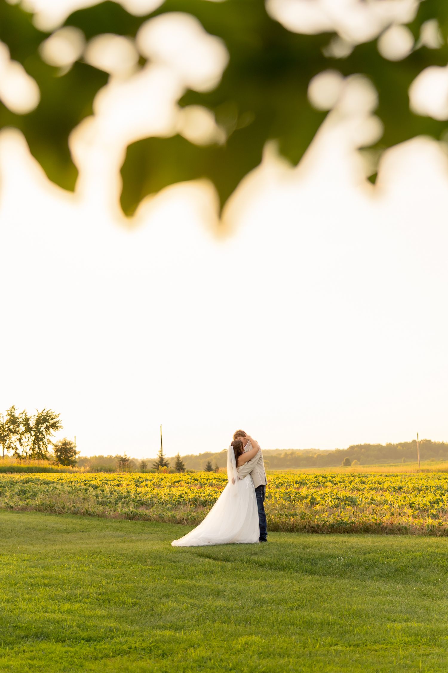 Bride and groom kissing at sunset in a sunflower field, framed by green leaves overhead.