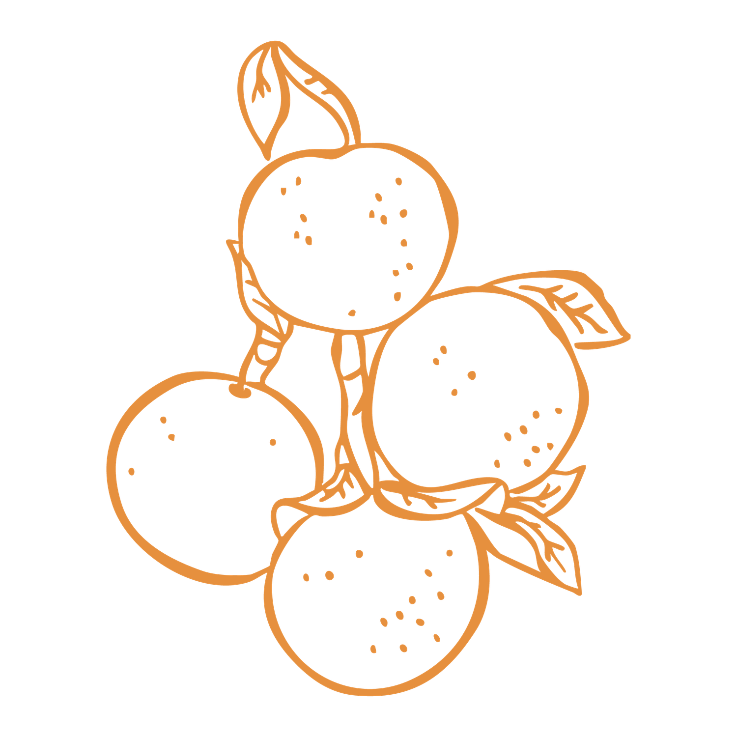 Orange line art illustration of a cluster of citrus fruits with leaves on a white background.