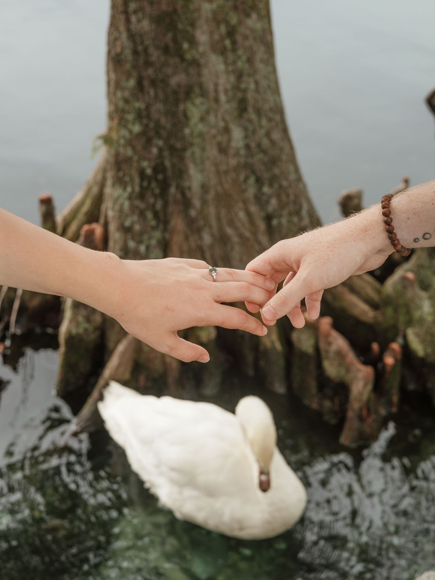 Two hands reach toward each other with a white swan swimming in the background near a cypress tree trunk.