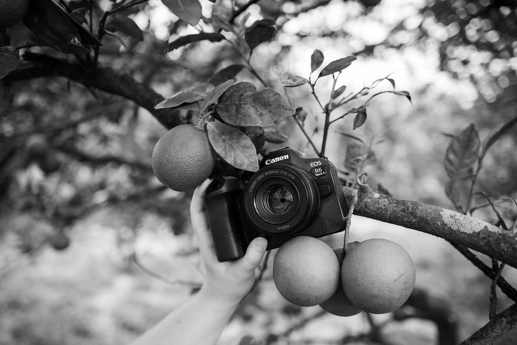 Black and white close-up photograph of ripe apples growing on tree branches in an orchard.