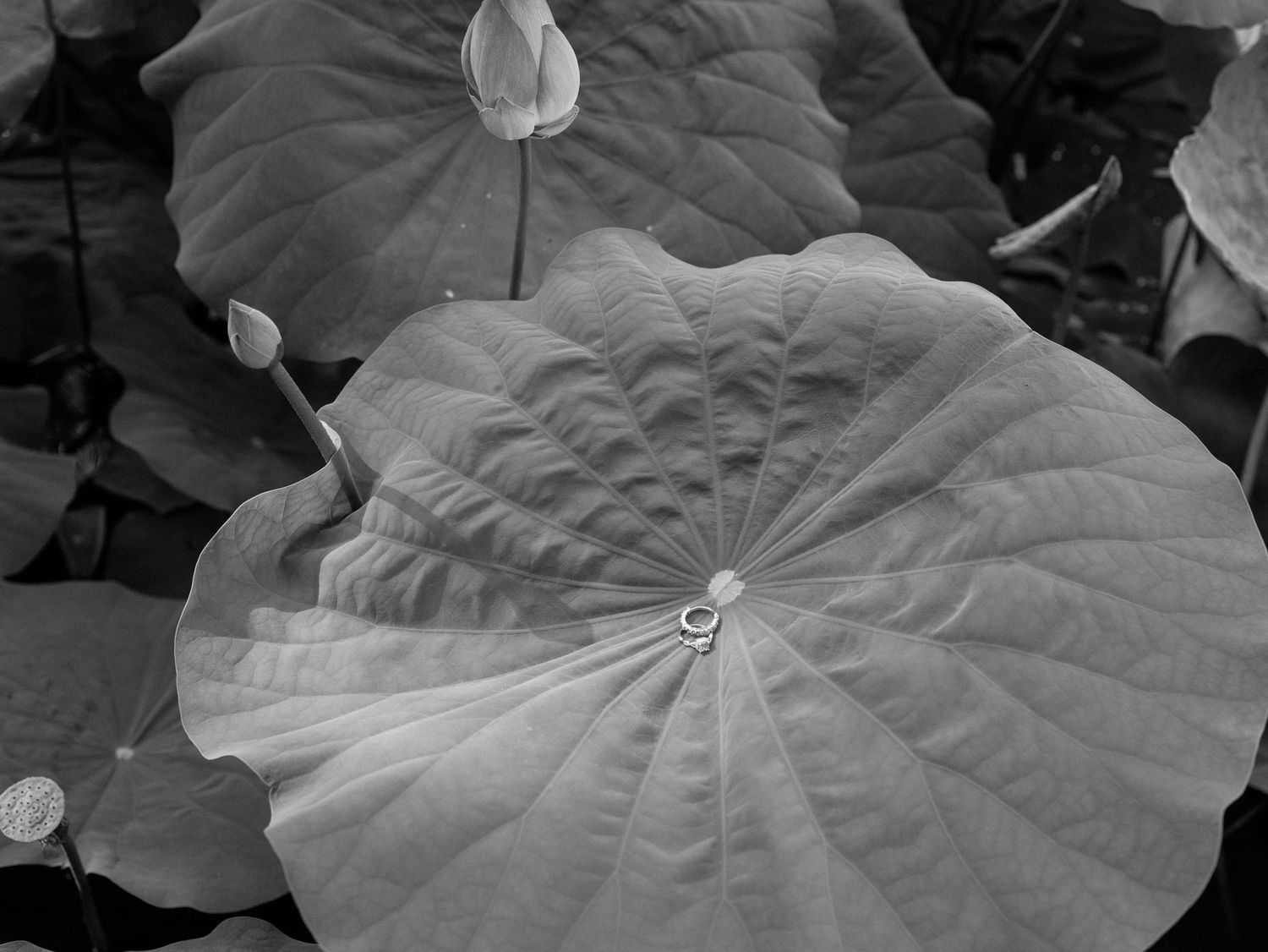 Close-up black and white detail shots of a wedding dress's delicate fabric patterns.
