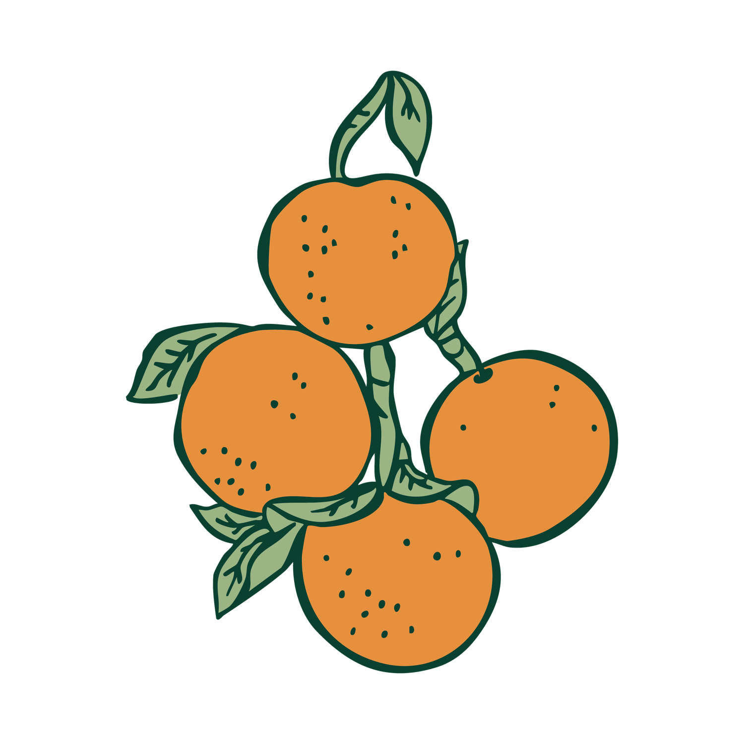 Illustration of four ripe oranges on a branch with green leaves, in a vintage tattoo art style.