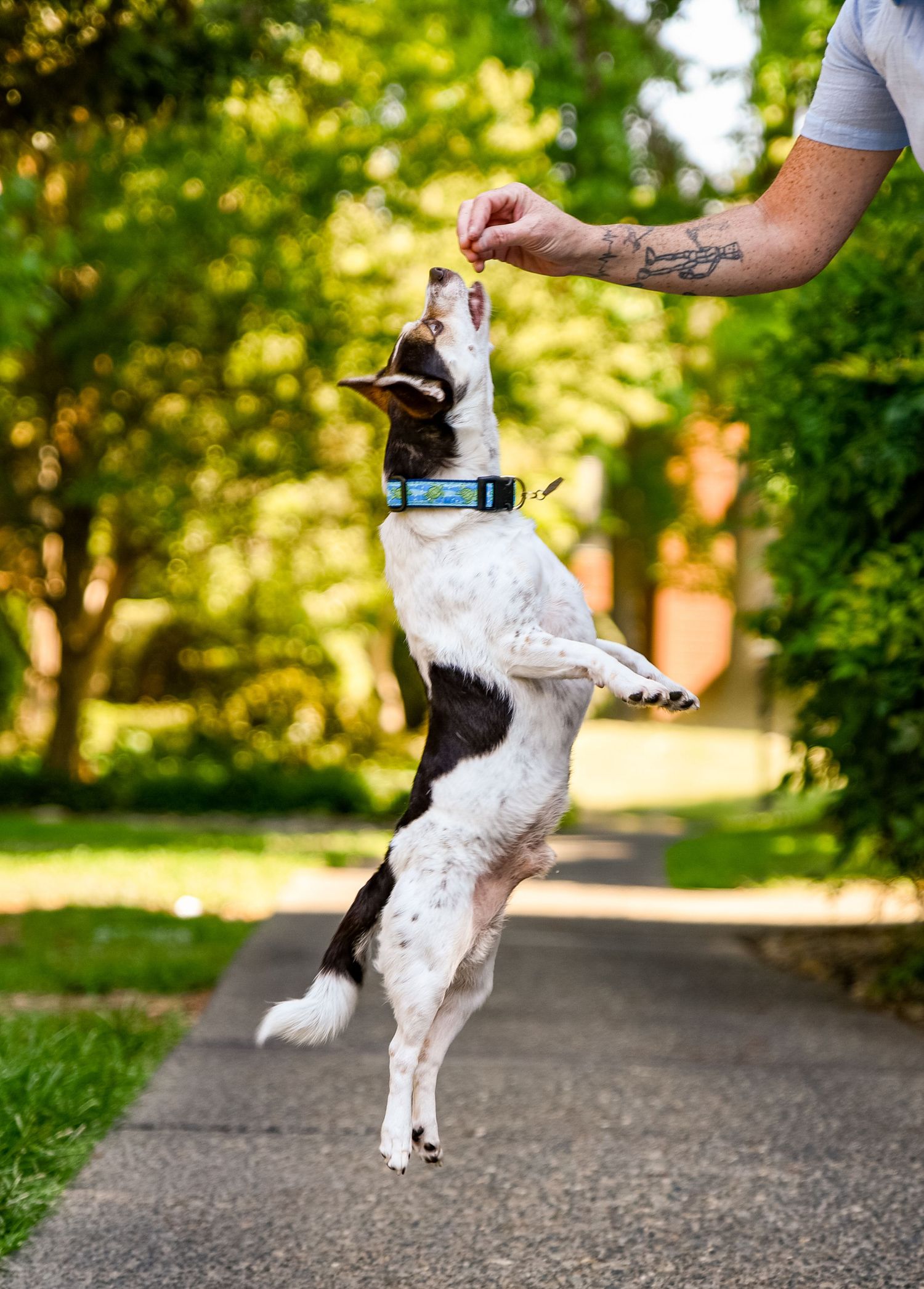 Black and white dog jumping high to catch treat on outdoor path.
