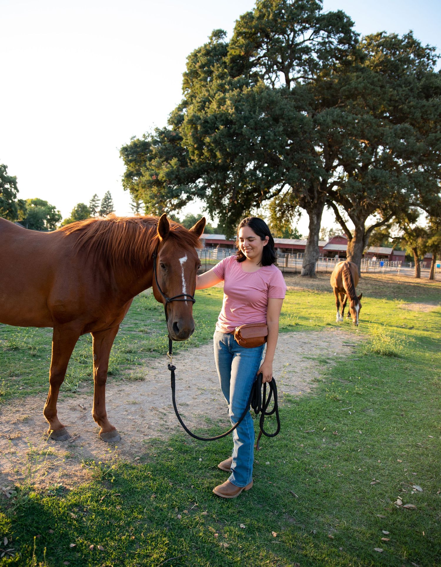 Brown horse being groomed in a grassy field with oak trees in the background.