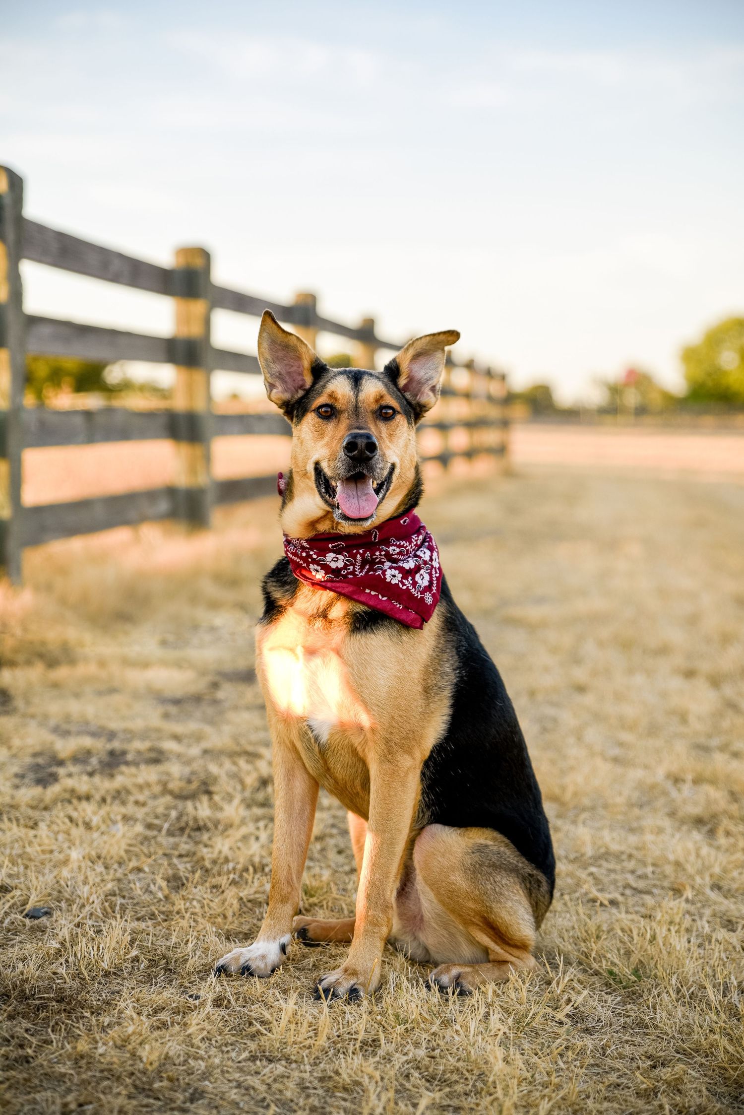Happy dog wearing red bandana sitting in dry grass near wooden fence.