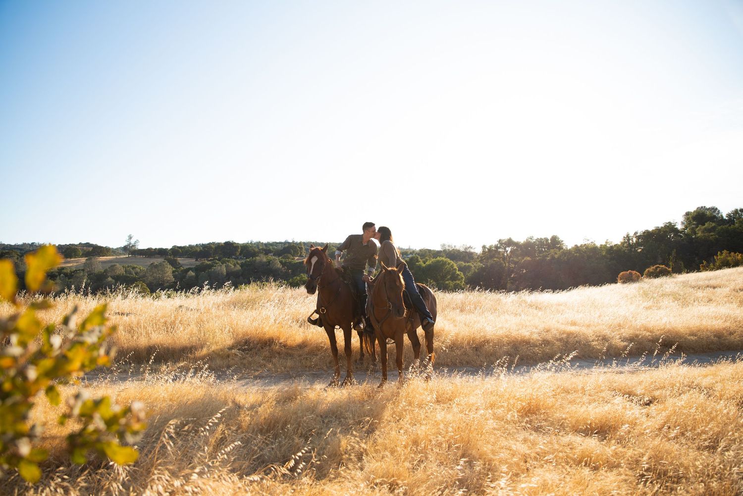 Horses graze in a golden field during sunset with mountains in the background.