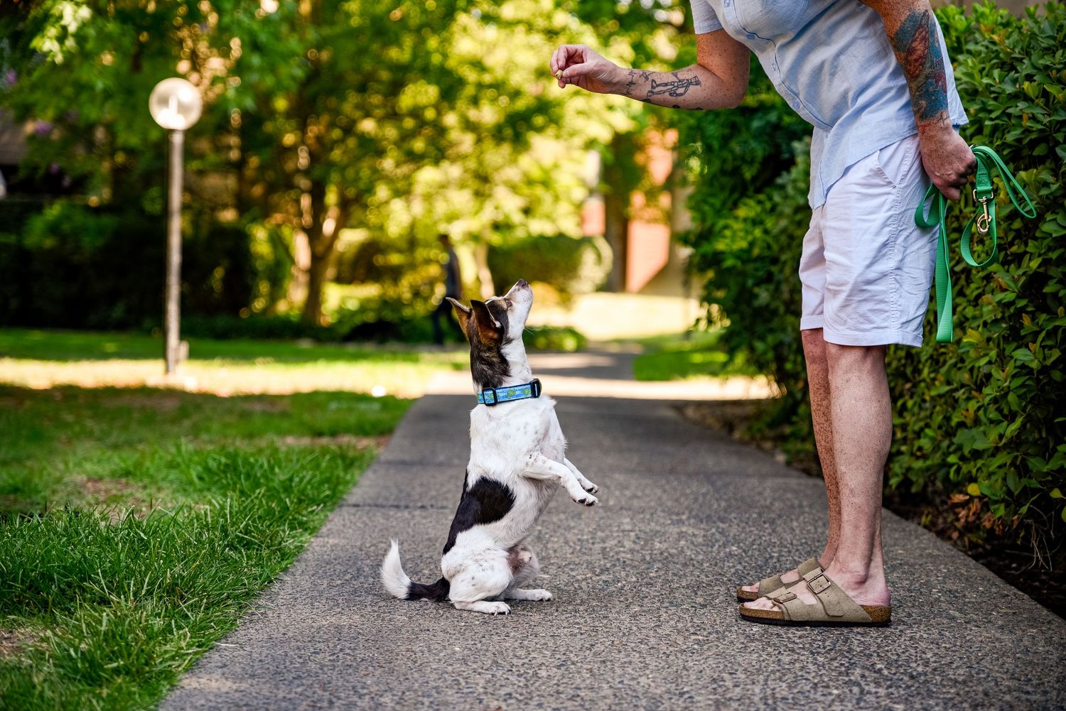 Dog and person's legs visible on walking path in sunny garden setting.