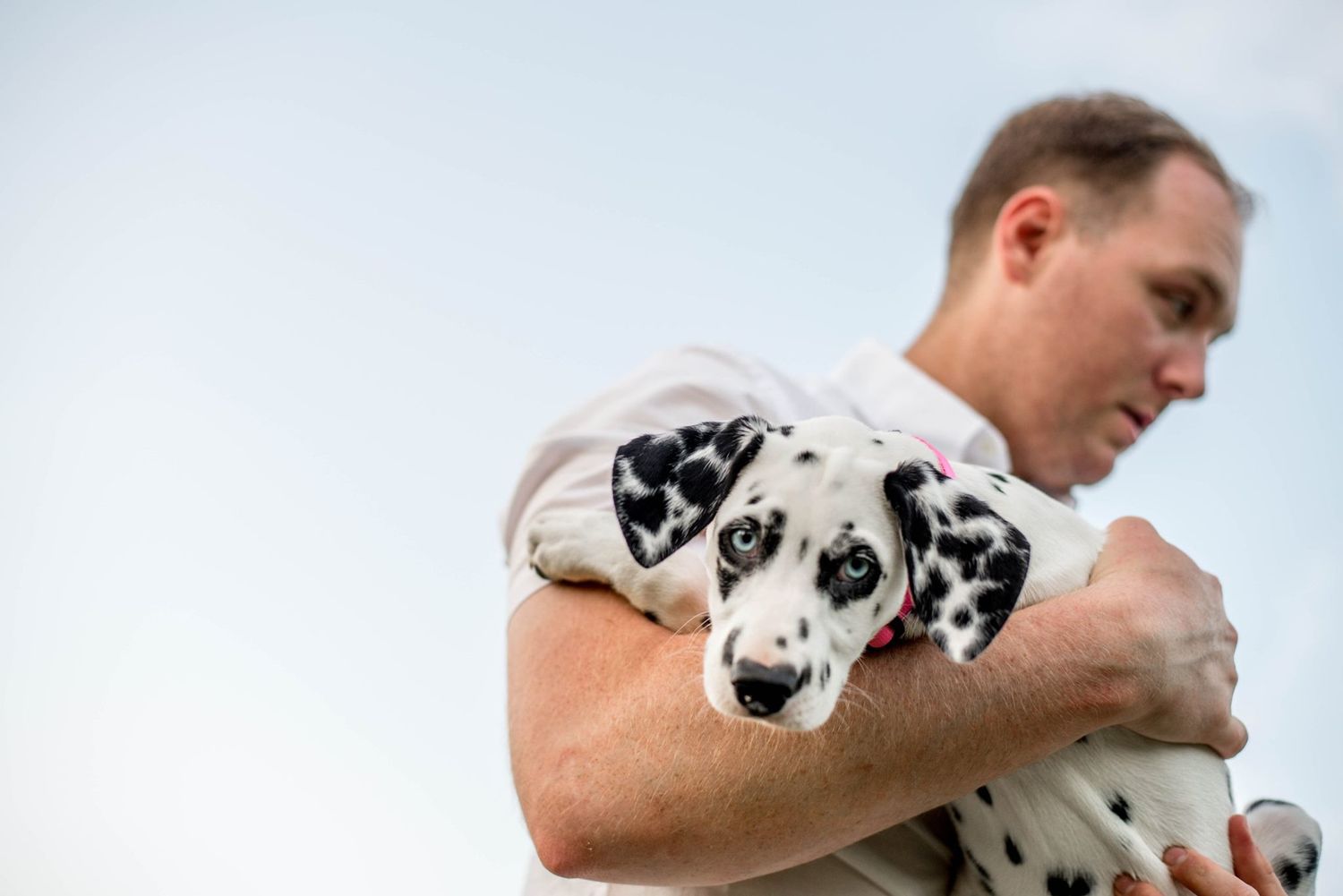 A puppy with black and white spots being held and cuddled.