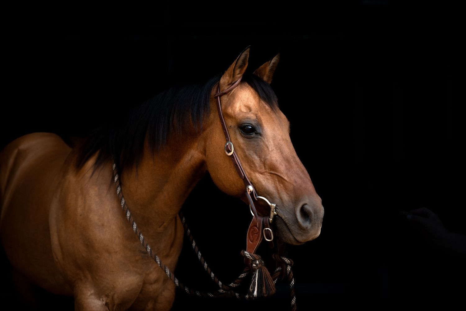 Dramatic portrait of brown horse with bridle against dark backdrop.
