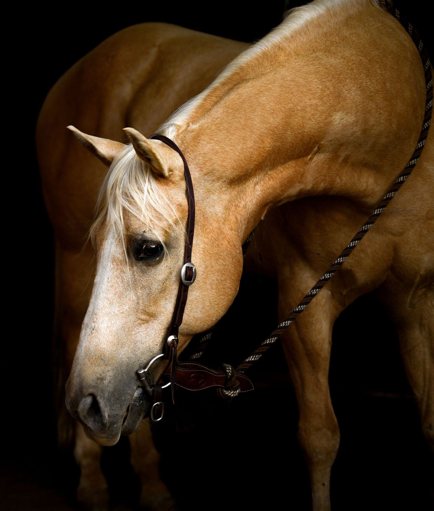 Artistic profile shot of a brown horse with bridle against dark background.
