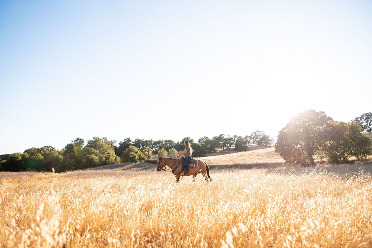 Golden wheat field stretches to the horizon during sunset with trees in the distance.