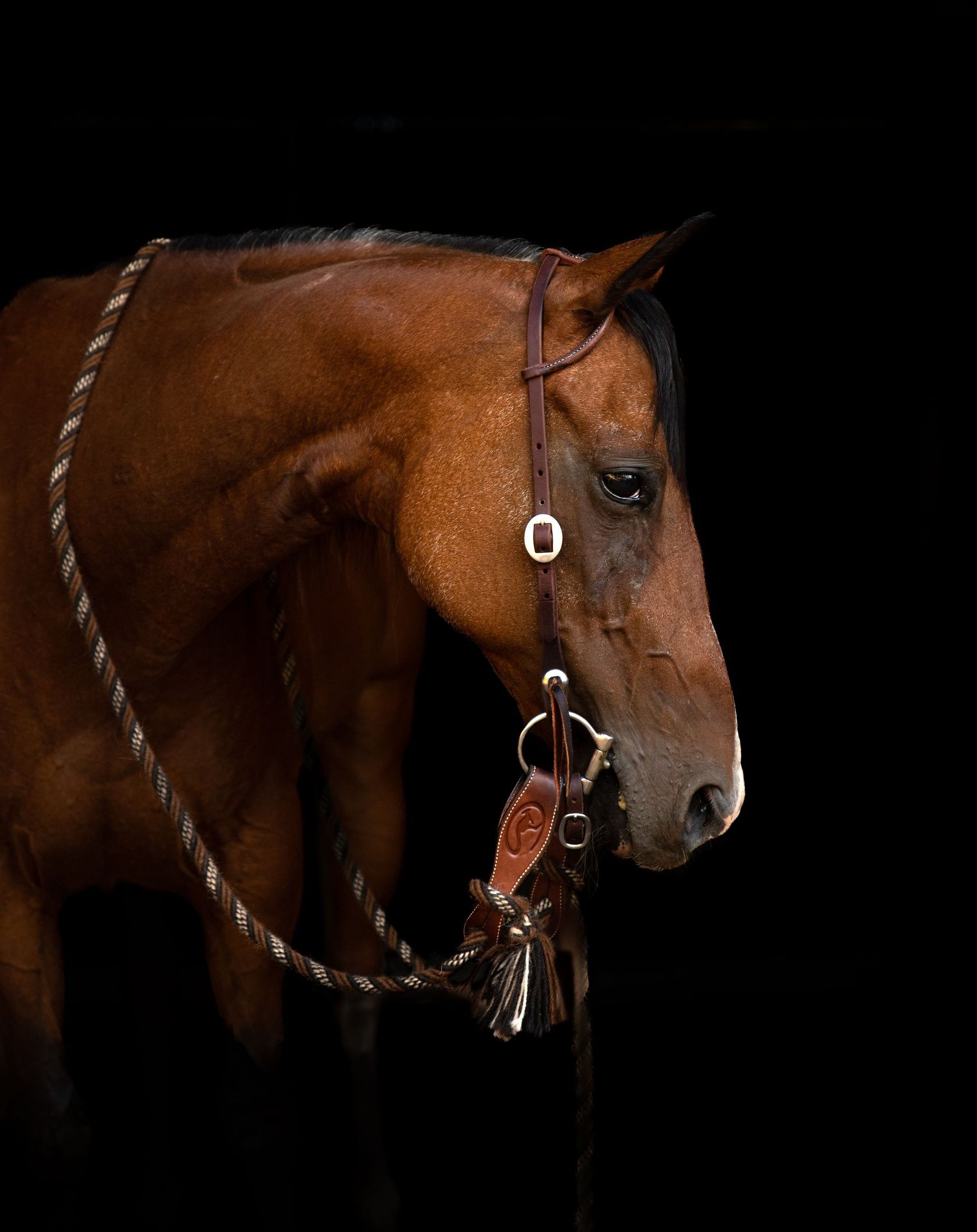 Side view of chestnut horse wearing bridle and reins against black background.