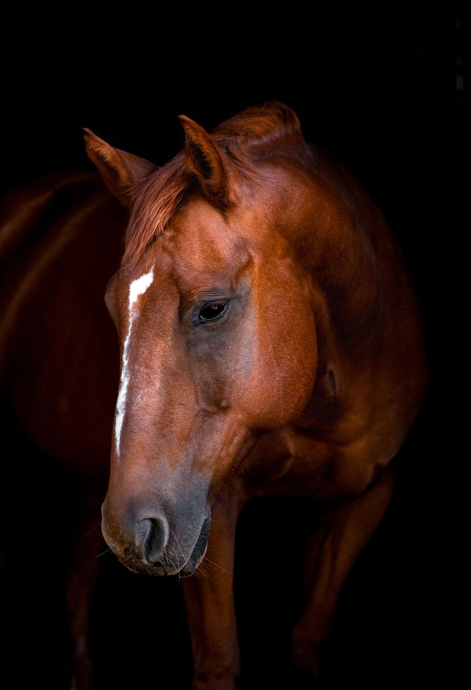 Close-up portrait of chestnut horse with white blaze against dark background.