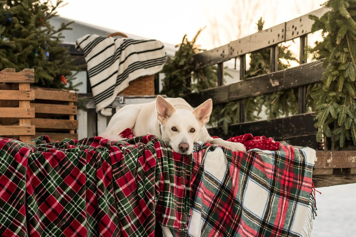 Cozy winter engagement photos with plaid blankets in snowy forest setting.