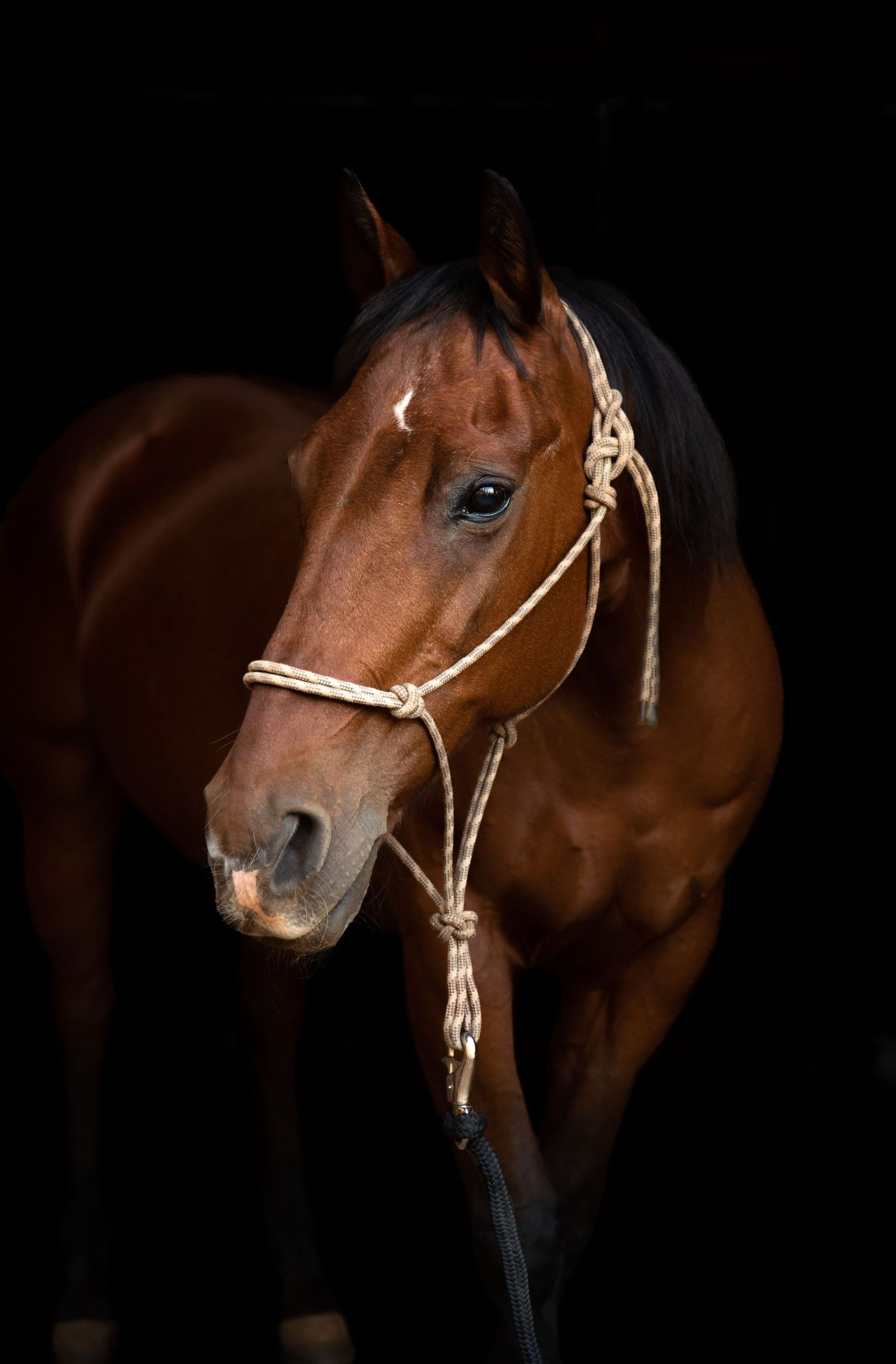 Close-up profile of bay horse wearing light-colored halter in dark setting.