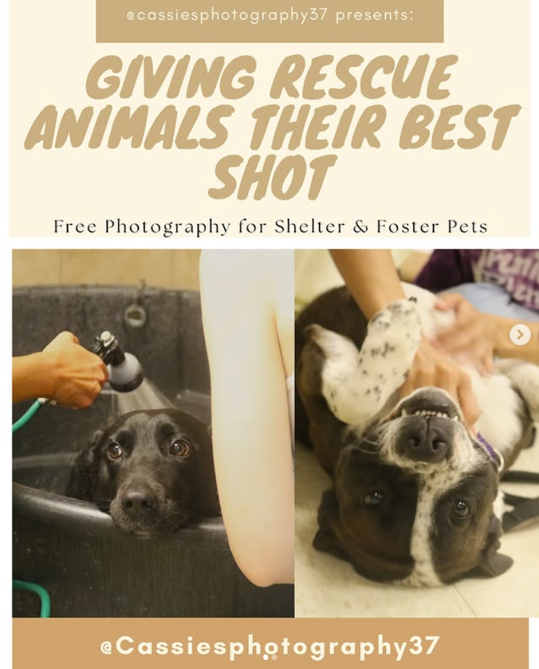 FREE PHOTOGRAPHY SERVICE FOR RESCUE/FOSTER DOGS IN WNY/BUFFALO AREA