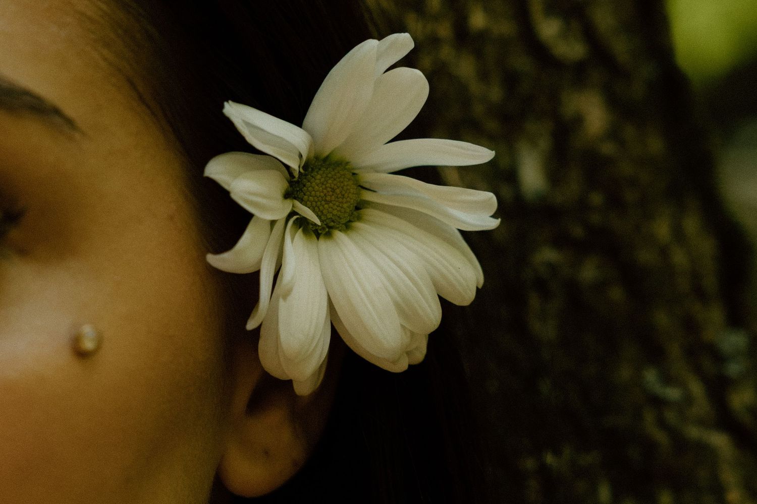 A white daisy flower positioned behind an ear against a dark tree trunk.