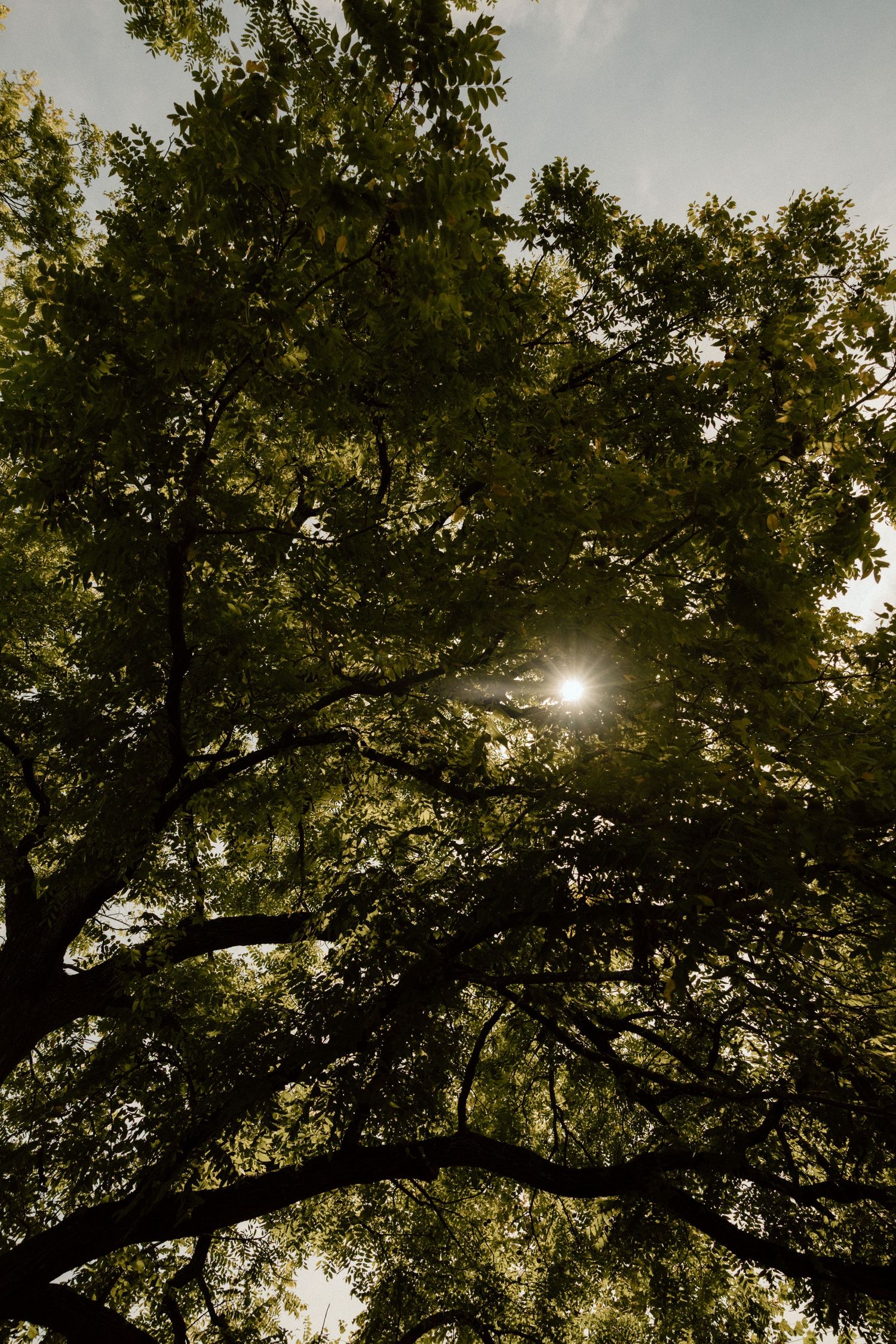 Sunlight streaming through green tree branches creating a dramatic silhouette effect.