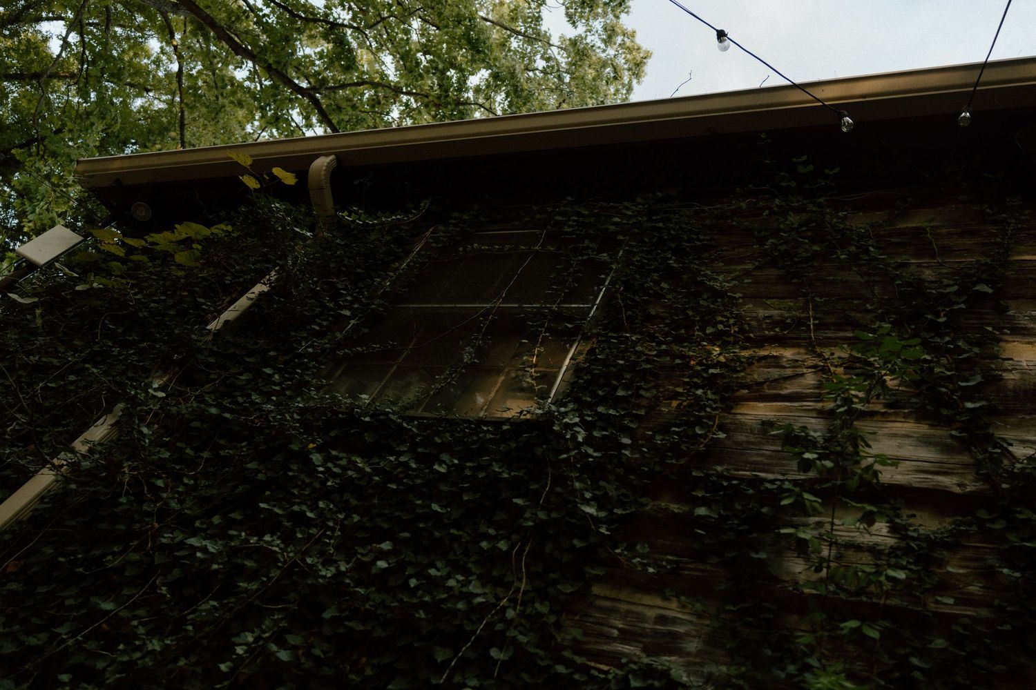 Dark ivy covered wall with string lights and wooden beams creating a moody atmosphere.