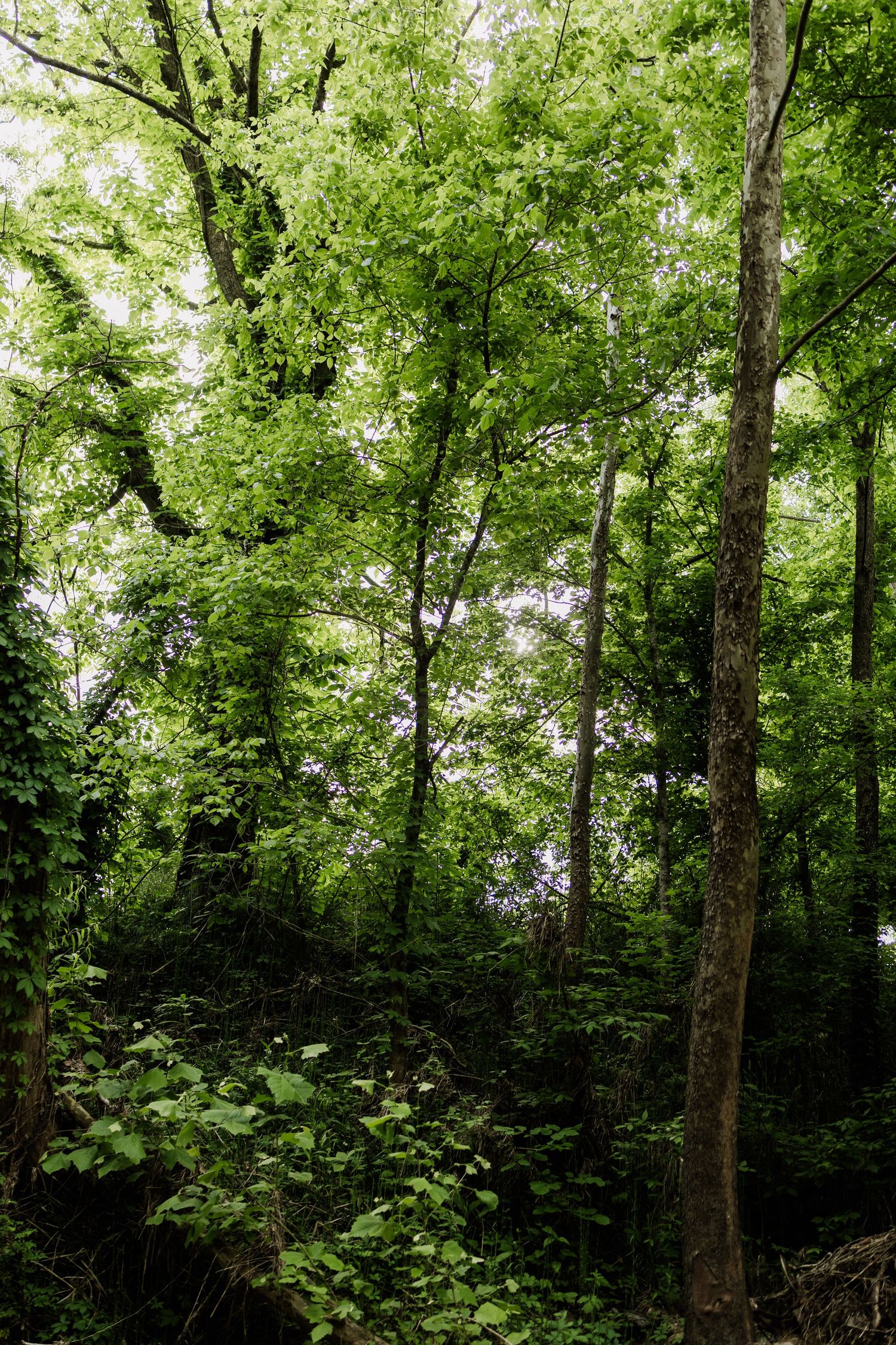Lush green forest canopy with tall trees and dense undergrowth in natural woodland setting.