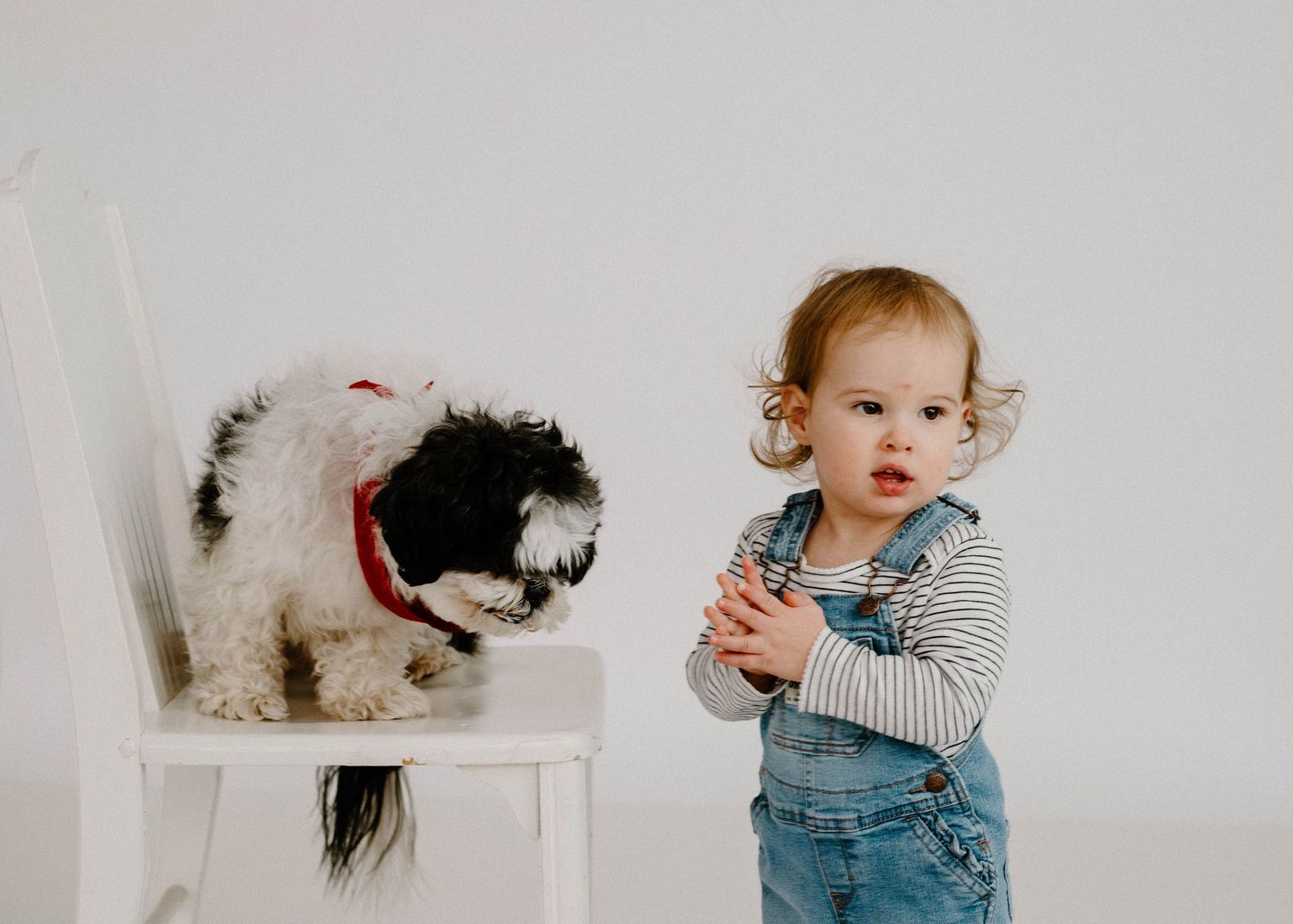 Curious toddler girl in denim overalls standing beside a Shih Tzu dog sitting on a white chair.