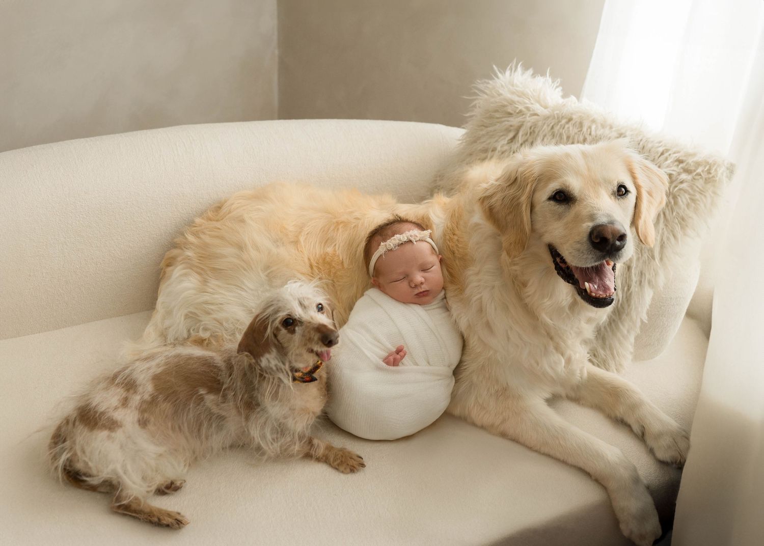 Newborn baby swaddled in white posed between two dogs, a spaniel and golden retriever, on a cream sofa.