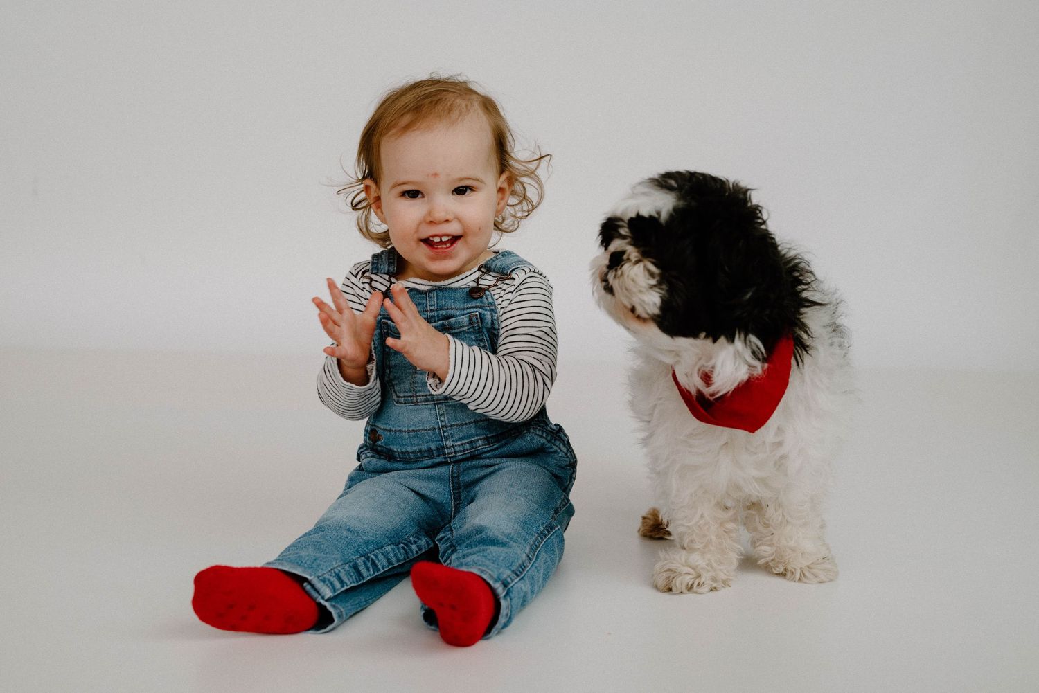 Happy toddler in denim overalls clapping hands beside a black and white Shih Tzu dog wearing a red bandana.