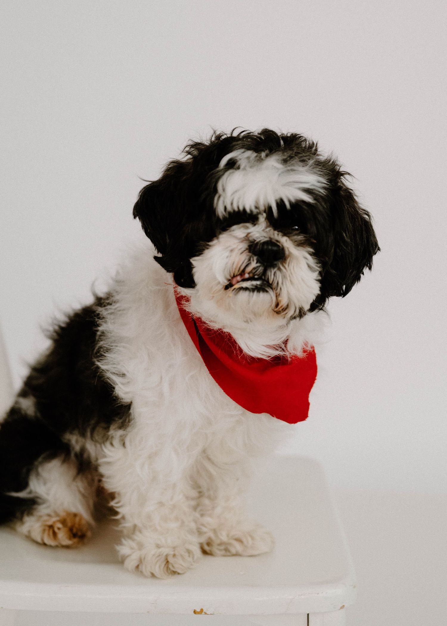Adorable black and white Shih Tzu puppy wearing a red bandana sitting on a white surface.
