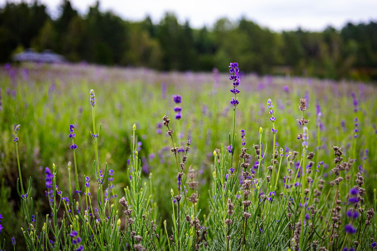 Photographie Lynzey Amber Photographie (Sherbrooke, Eastern Townships, Estrie, St-Hyacinthe)