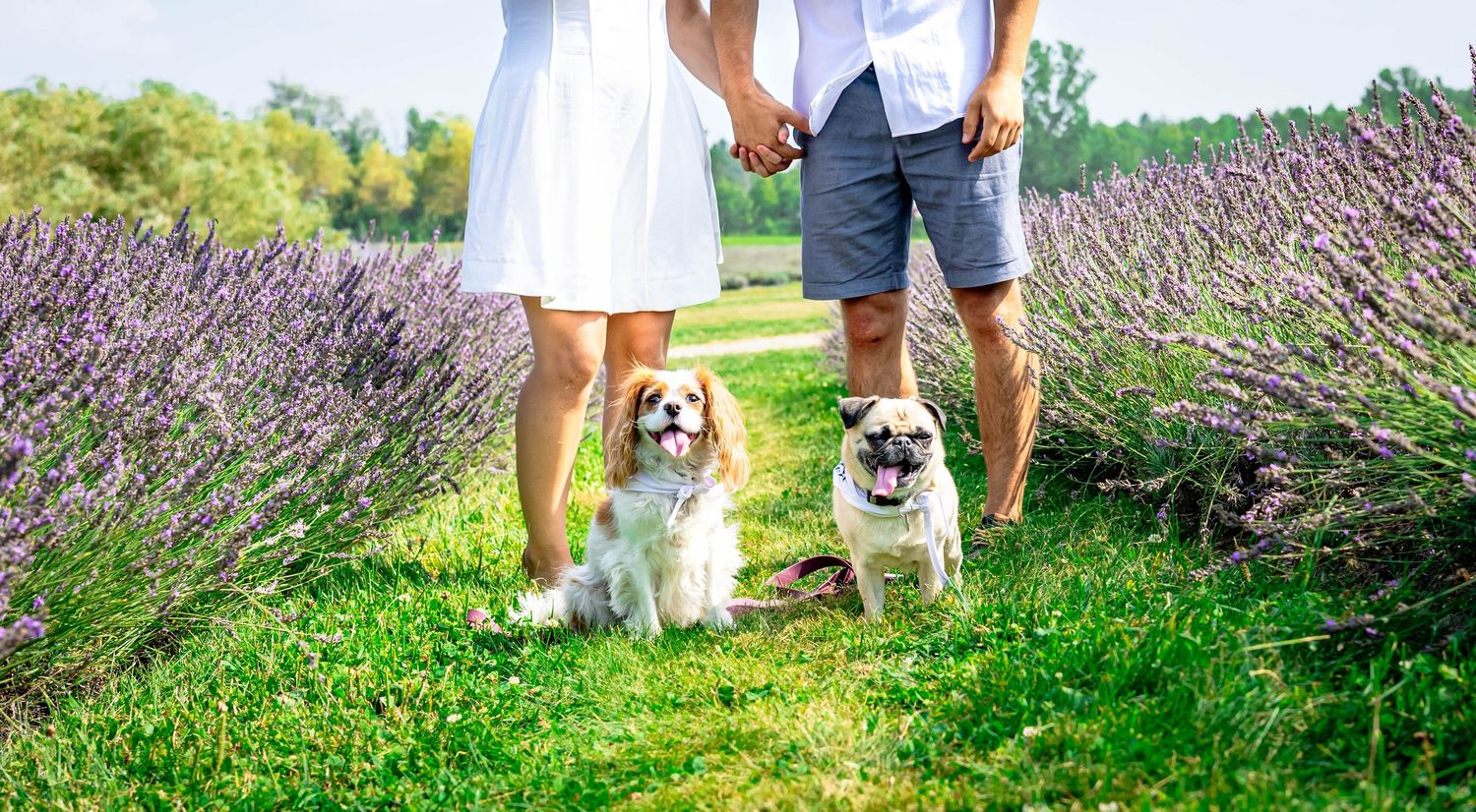 Photographie Lynzey Amber Photographie (Sherbrooke, Eastern Townships, Estrie, St-Hyacinthe)