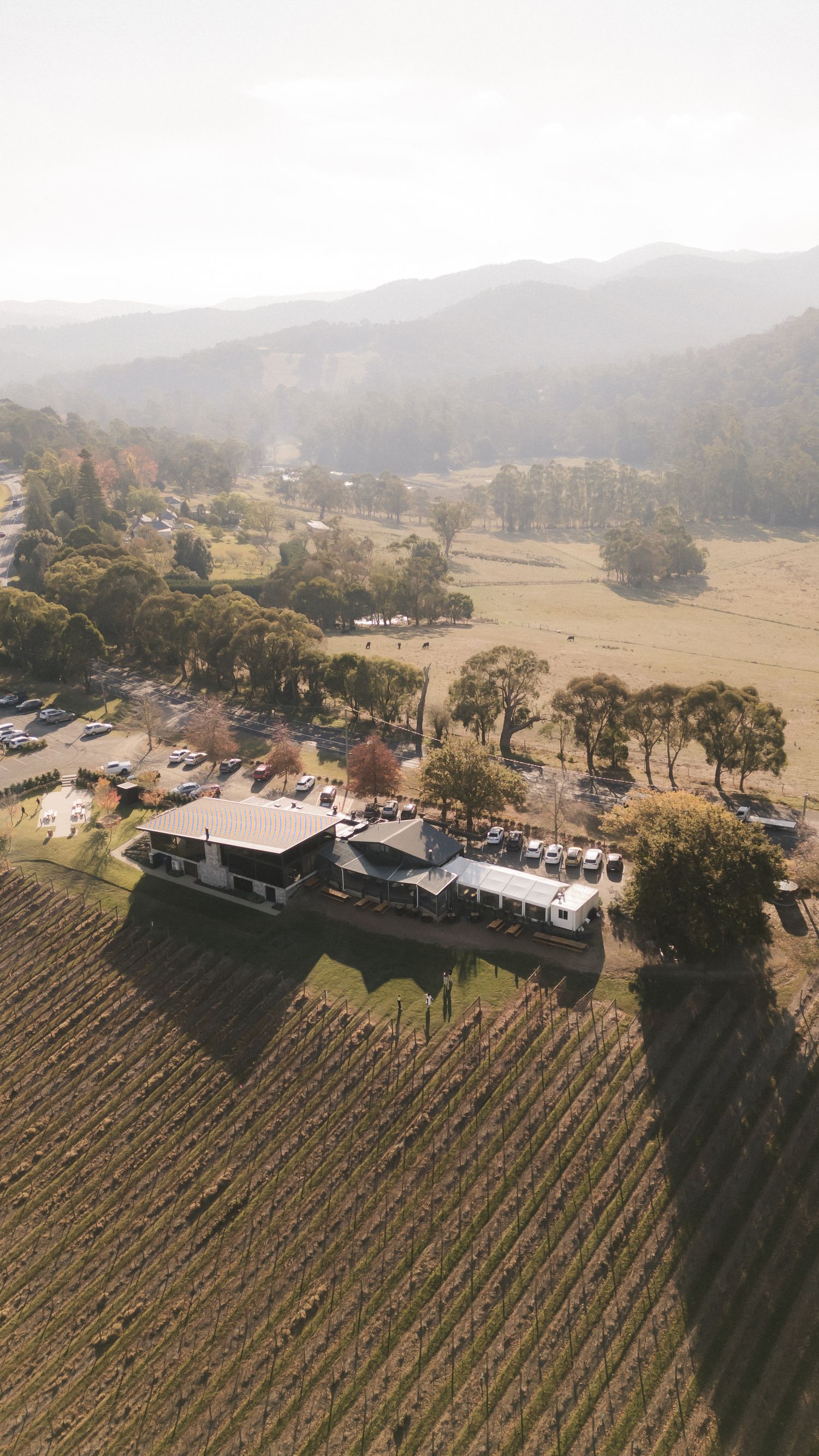 Aerial view of a vineyard with rows of grapevines leading to buildings and parking area nestled in misty rolling hills.