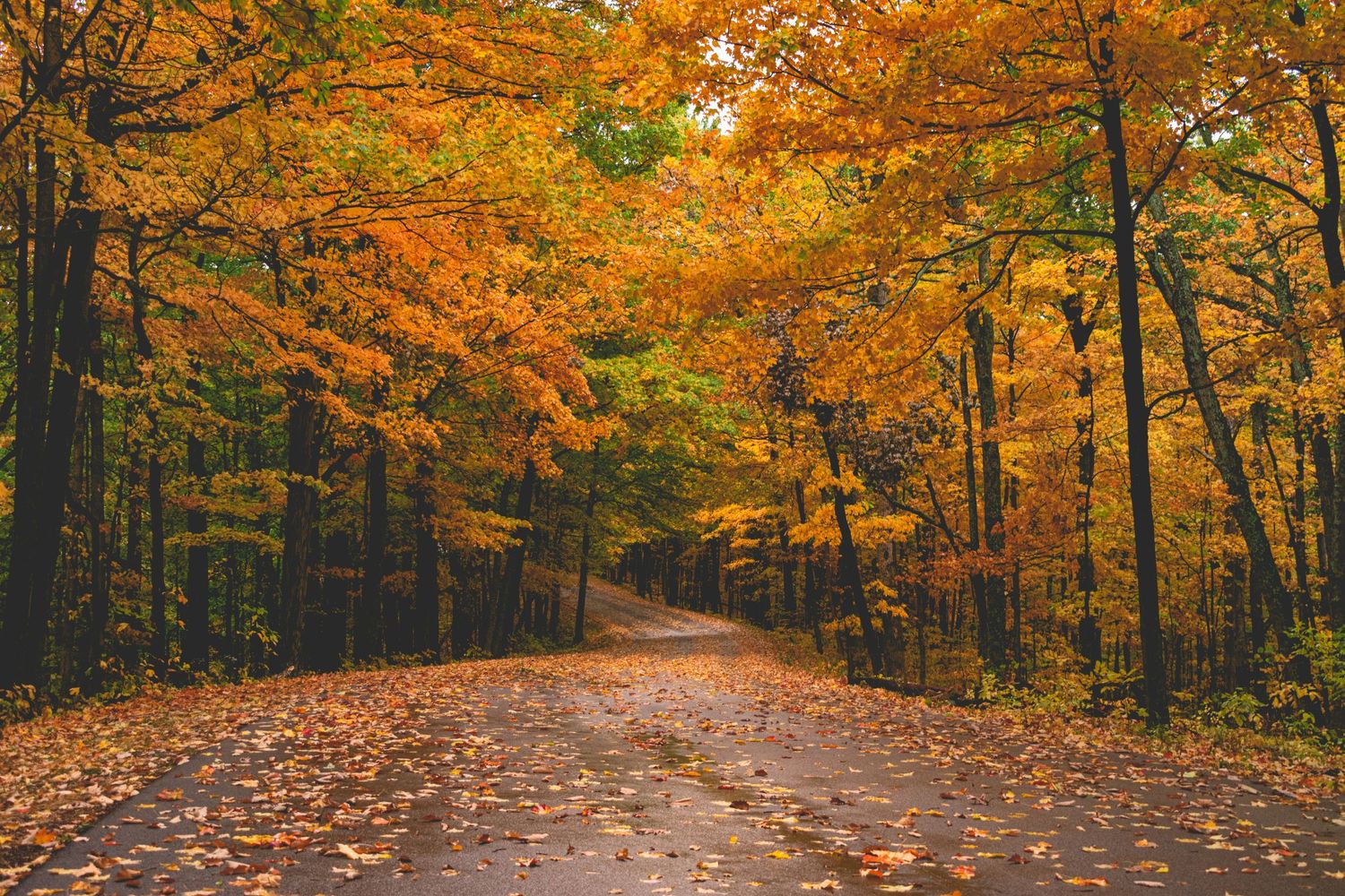 A scenic autumn road lined with vibrant orange and yellow foliage, fallen leaves carpeting the ground in a peaceful forest setting.