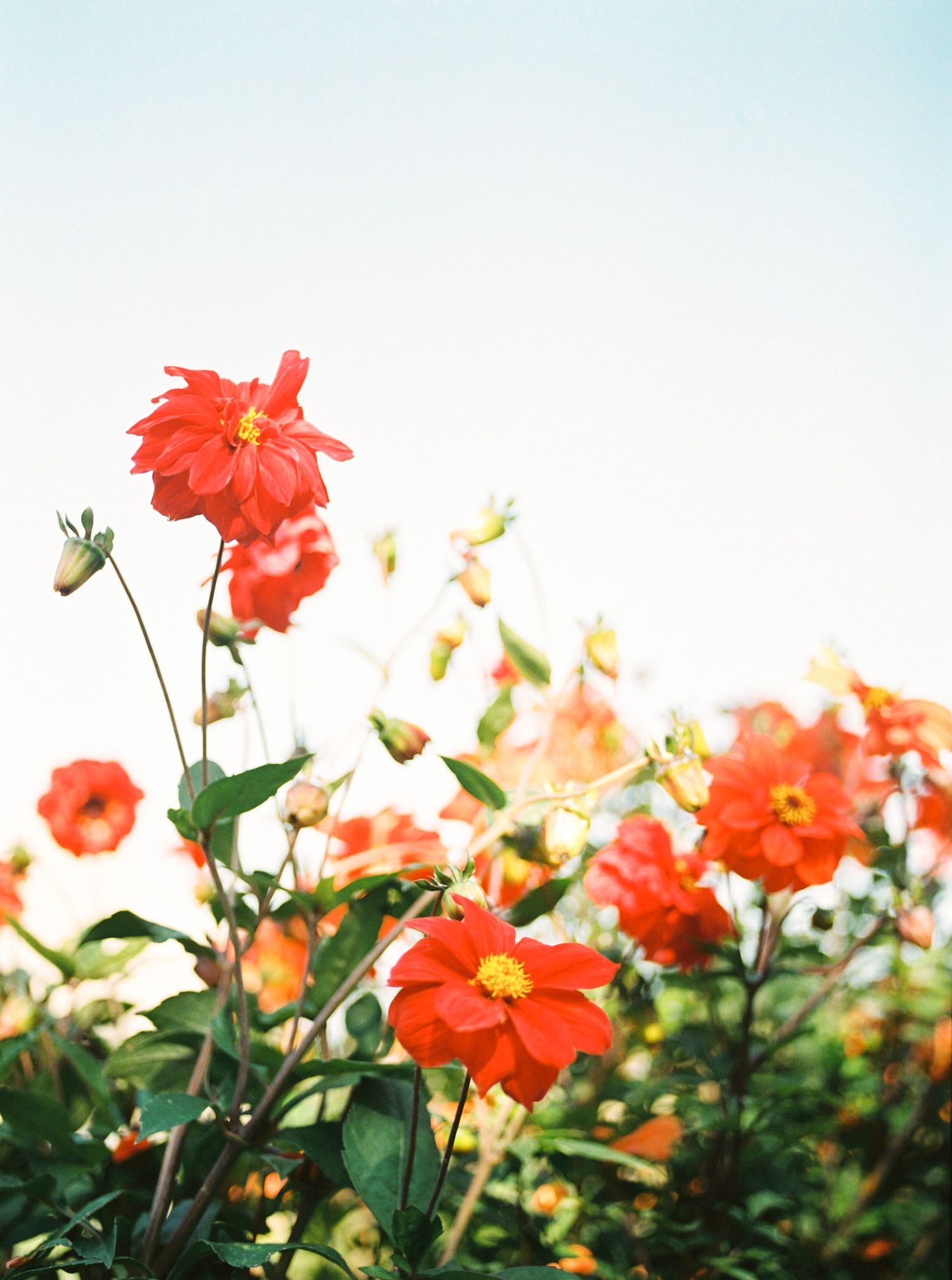 Vibrant orange-red flowers bloom in a garden against a soft blue sky background, creating a dreamy summer scene.