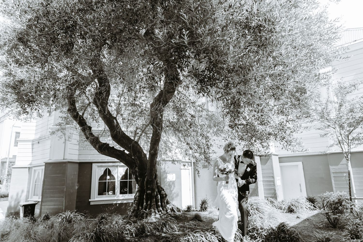 A large olive tree with twisted branches grows next to a white Mediterranean-style building in bright sunlight.