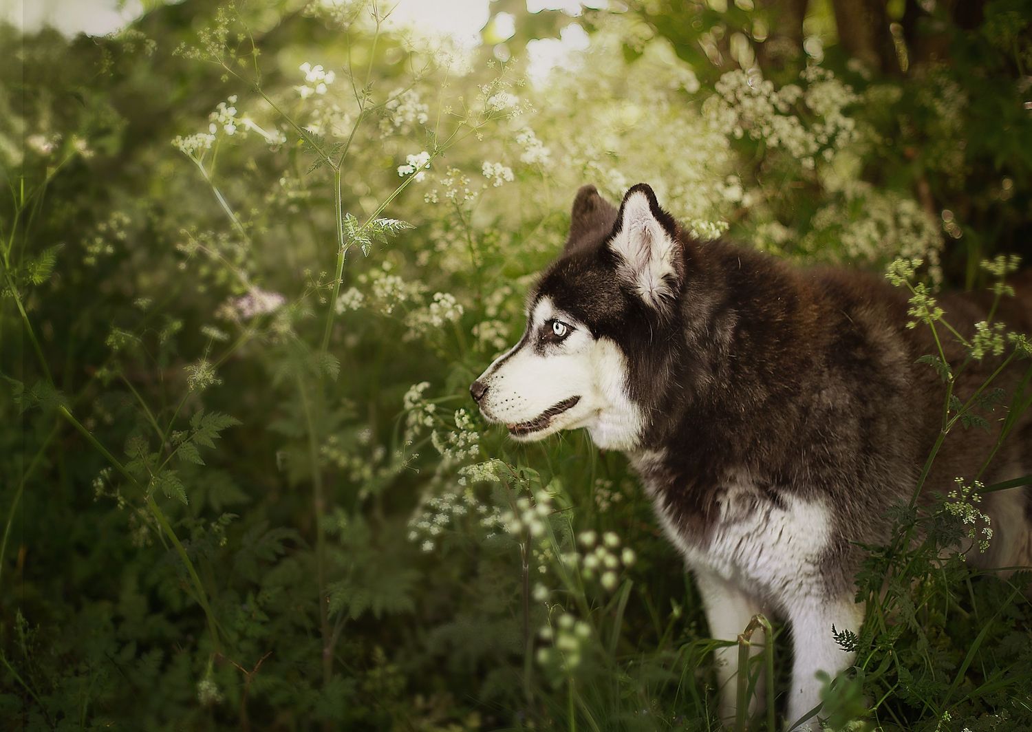 A majestic Siberian Husky with blue eyes stands among lush green wildflowers in a serene outdoor setting.