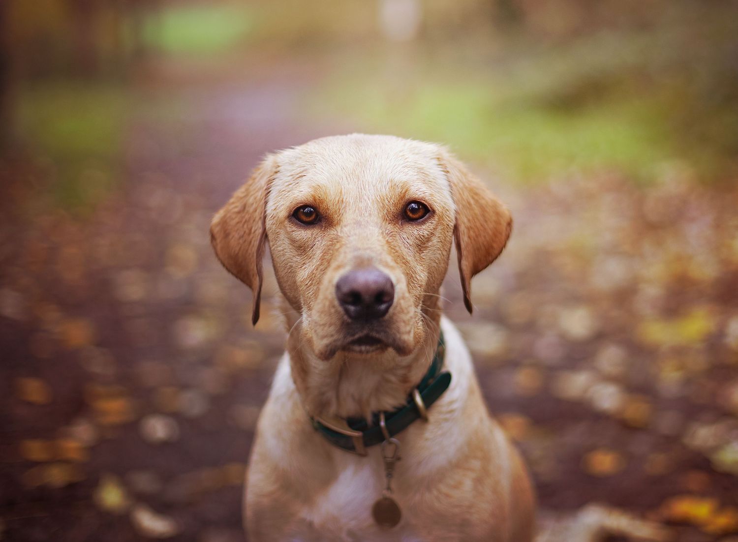 A golden Labrador Retriever wearing a green collar sits attentively in an autumn forest with colorful fallen leaves.